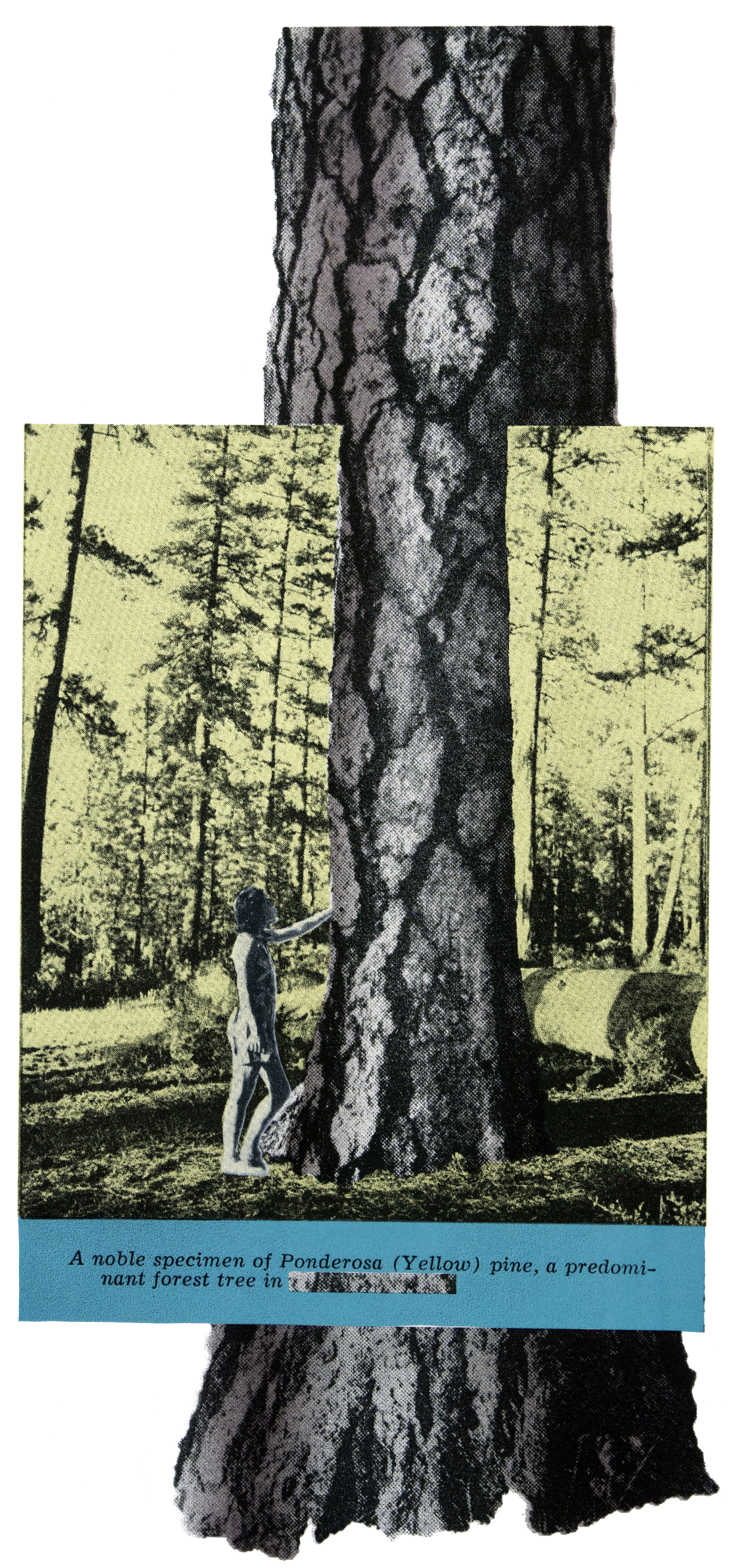 Yellowed Pine