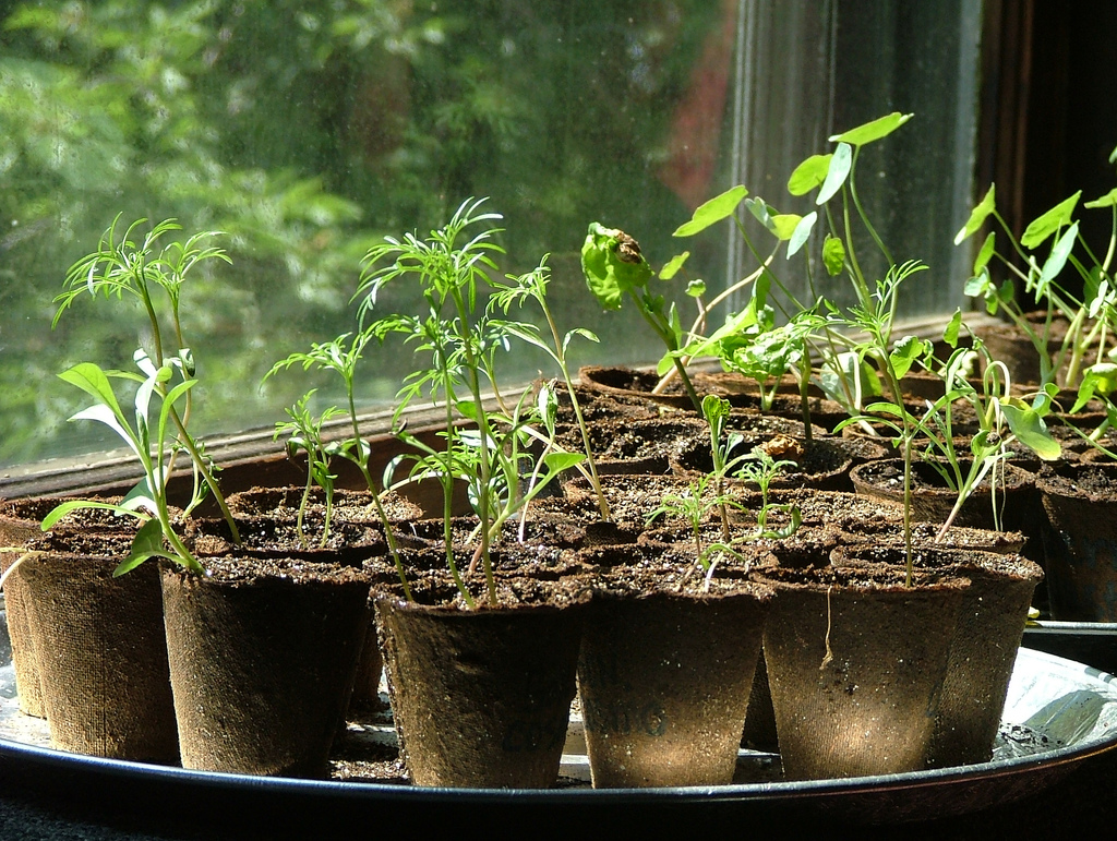 starting-seeds-gardeningknowhow.jpg