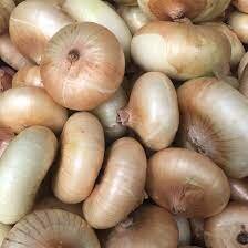 Onion - Cippola Borchetta HL (6 pack)