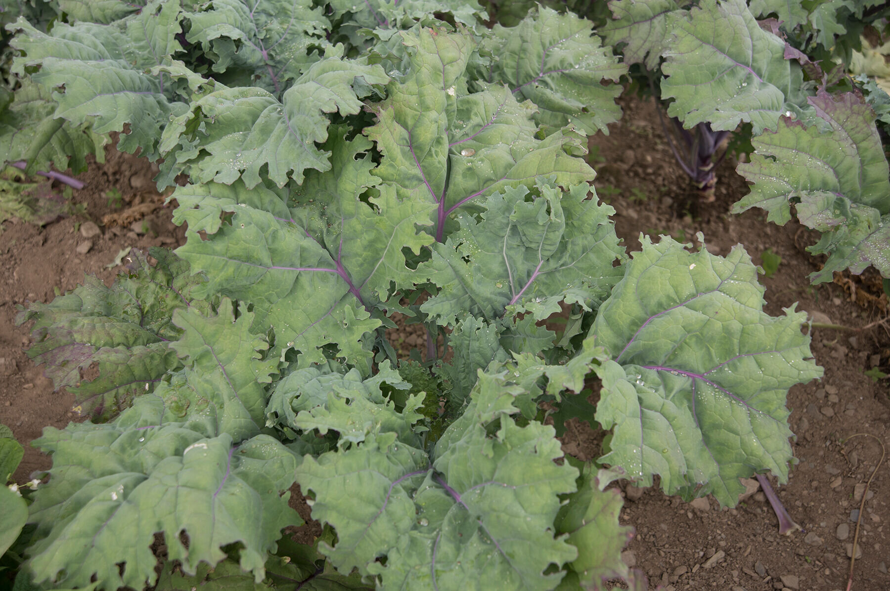 Kale - Red Russian