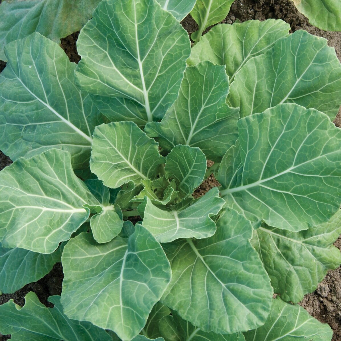 Collard Greens - Champion