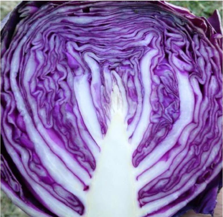 Cabbage, Red Express OG