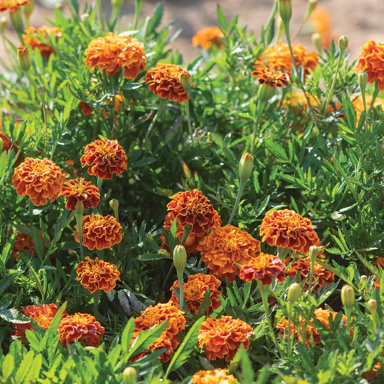 Marigold Queen Sophia (4-pack)