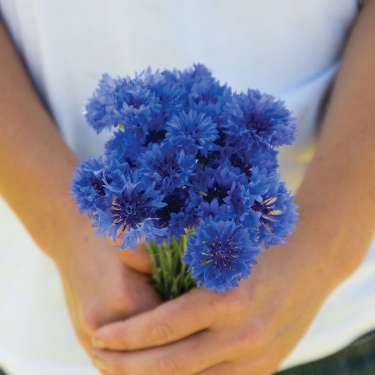 01017_01_floristblueboy.jpeg