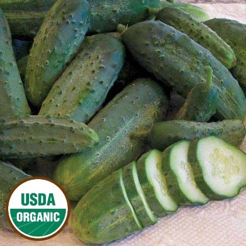 Cucumber - Snow's Fancy Pickling