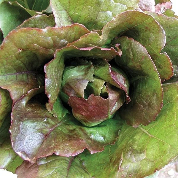 Lettuce Rogue d'Hiver Romaine (4-Pack)