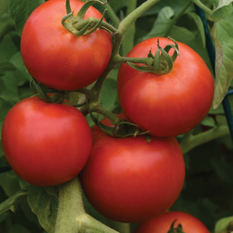 Tomato - Early Girl