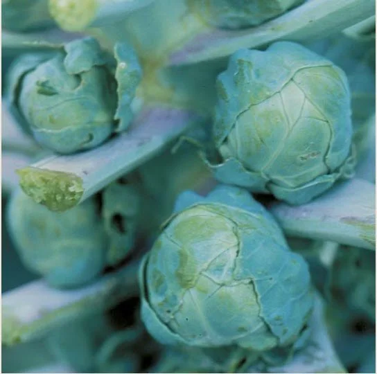 Brussel Sprouts Long Island Improved