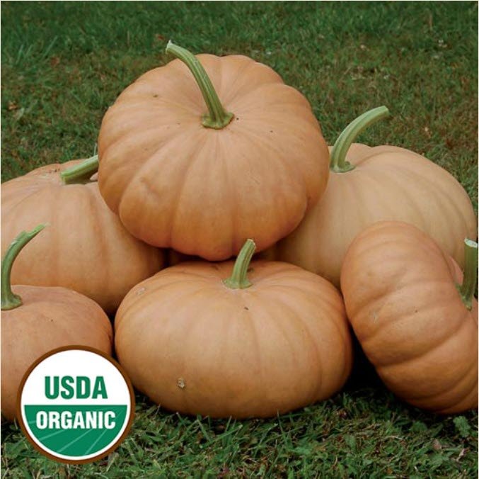 Pumpkin Long Island Cheese