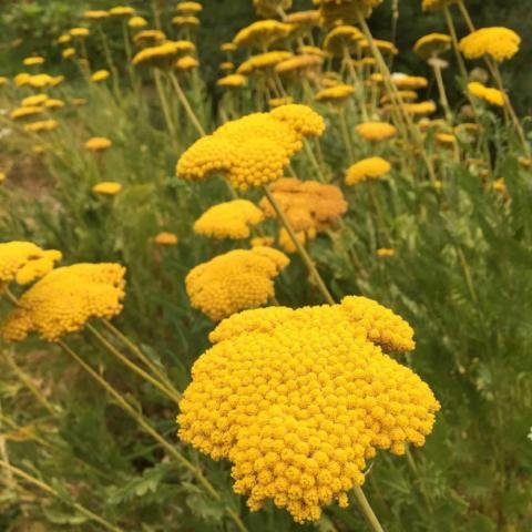 Golden Yarrow