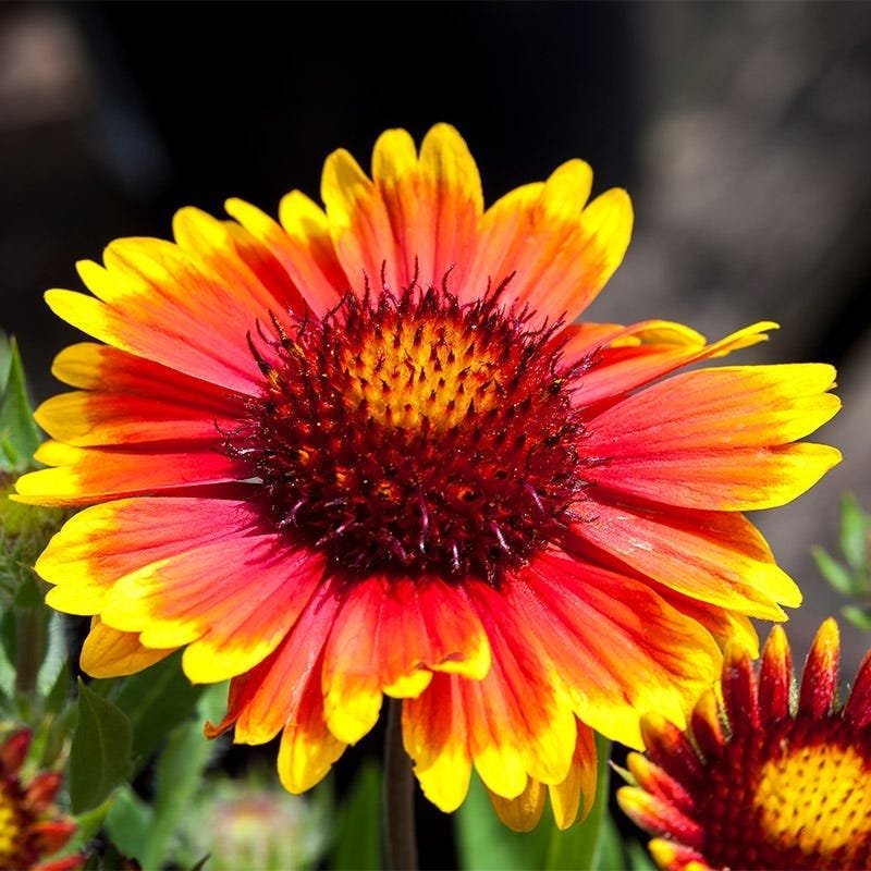 Blanketflower
