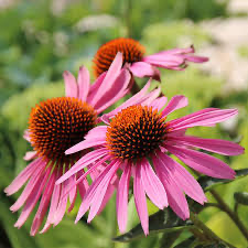 Echinacea