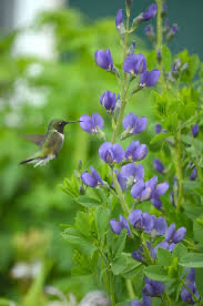 Blue Wild Indigo