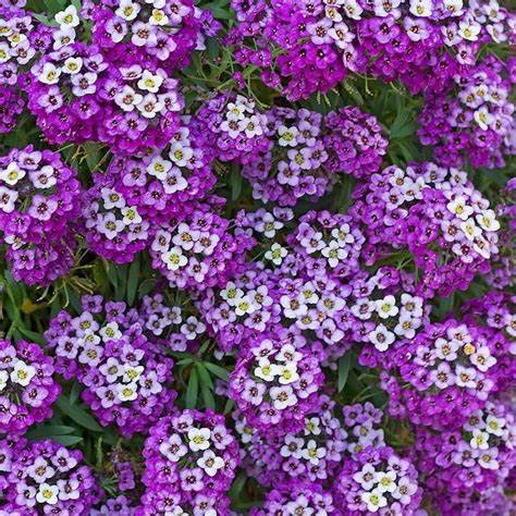Sweet Alyssum Royal Carpet