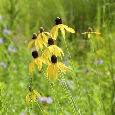 Grayheaded Coneflower