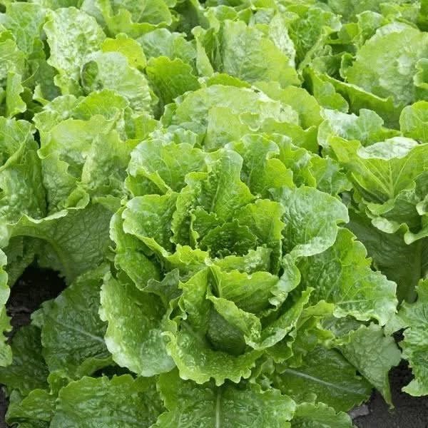 Lettuce- Crisp Mint Romaine (4-Pack)
