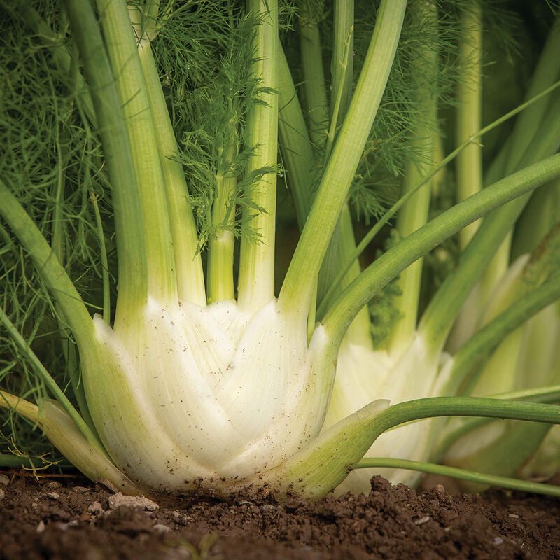 Fennel Preludio