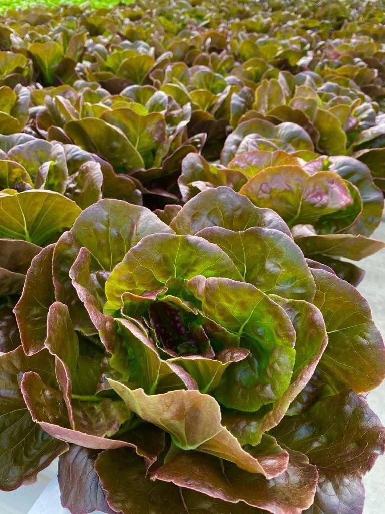 Lettuce - Yugoslavian Red (4 pack)