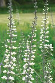 White Wild Indigo