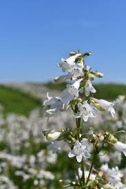 Foxglove Beardtongue