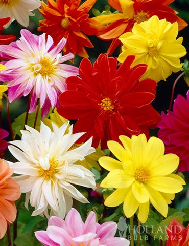 Dahlia Unwin