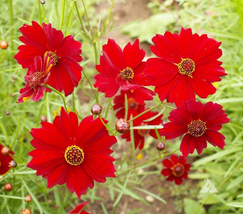 Red Plains Coreopsis