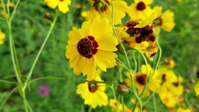 Plains Coreopsis