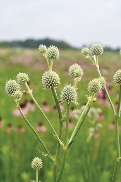 Rattlesnake Master