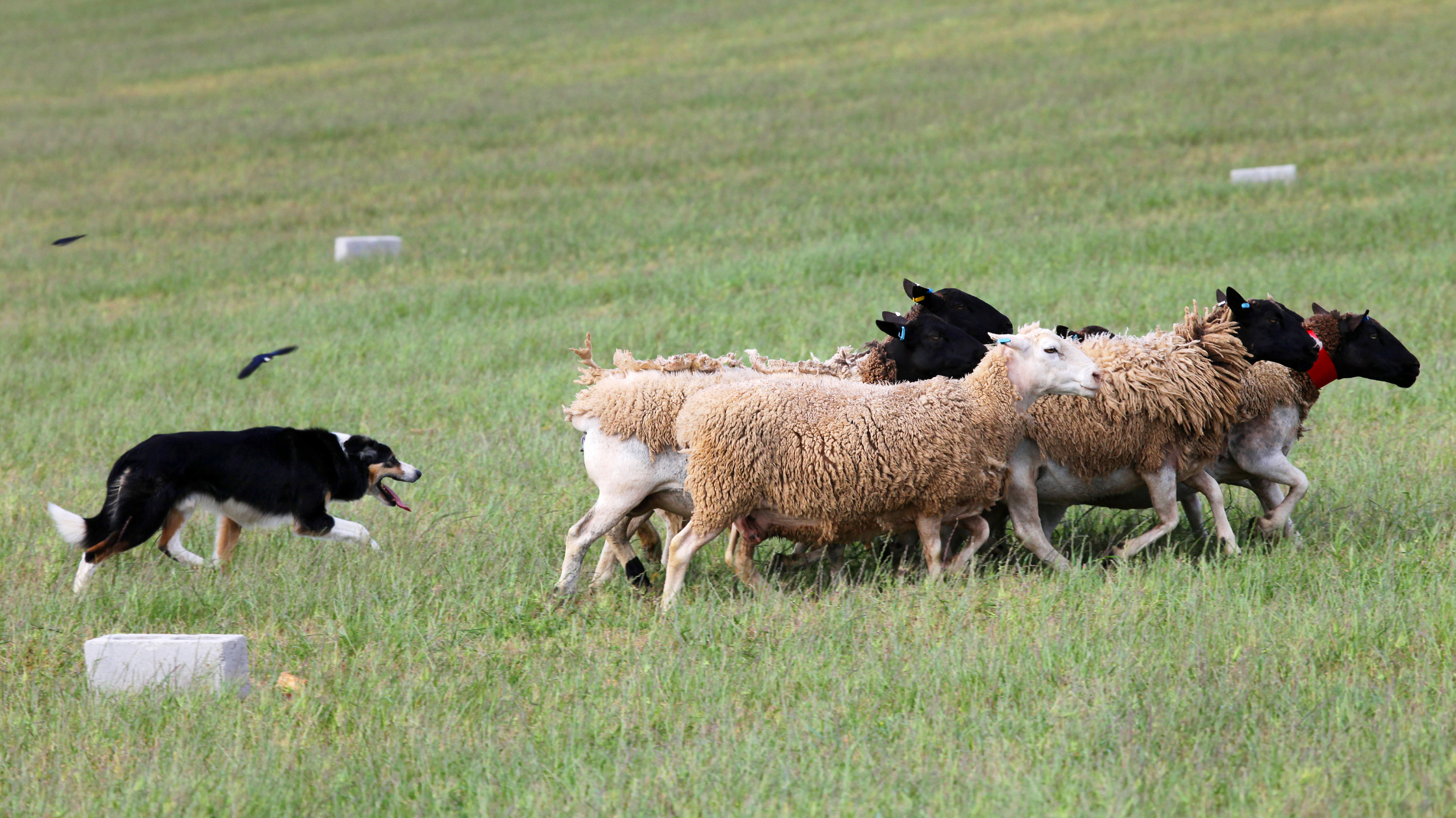sheep herder border collie.png