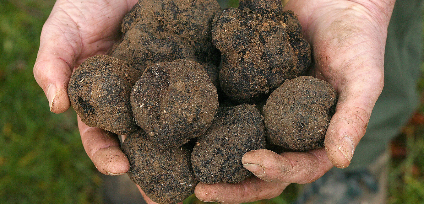 perigord truffle (1).png