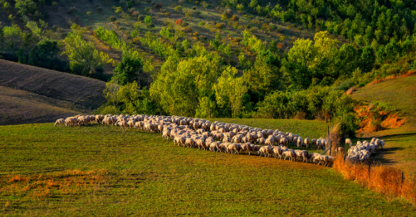 tuscany sheep2.png
