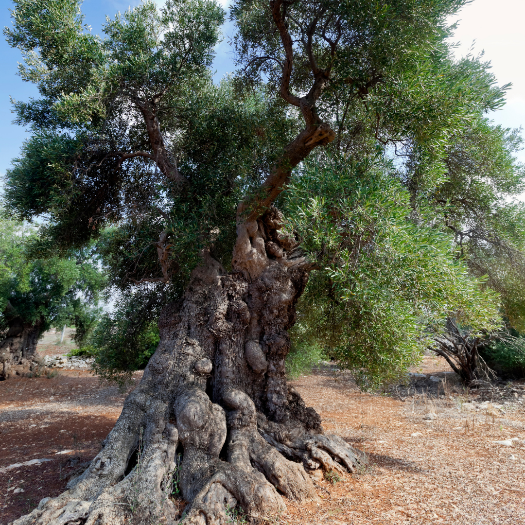 ancient olive tree puglia.png