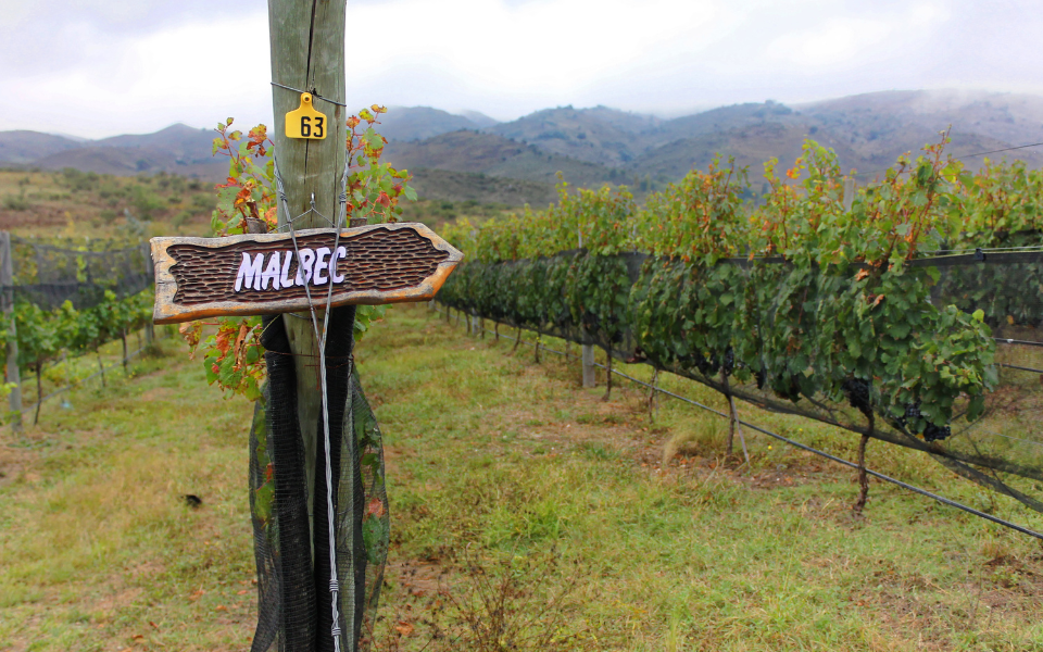 Argentina Mendoza  vineyard  - 6.png