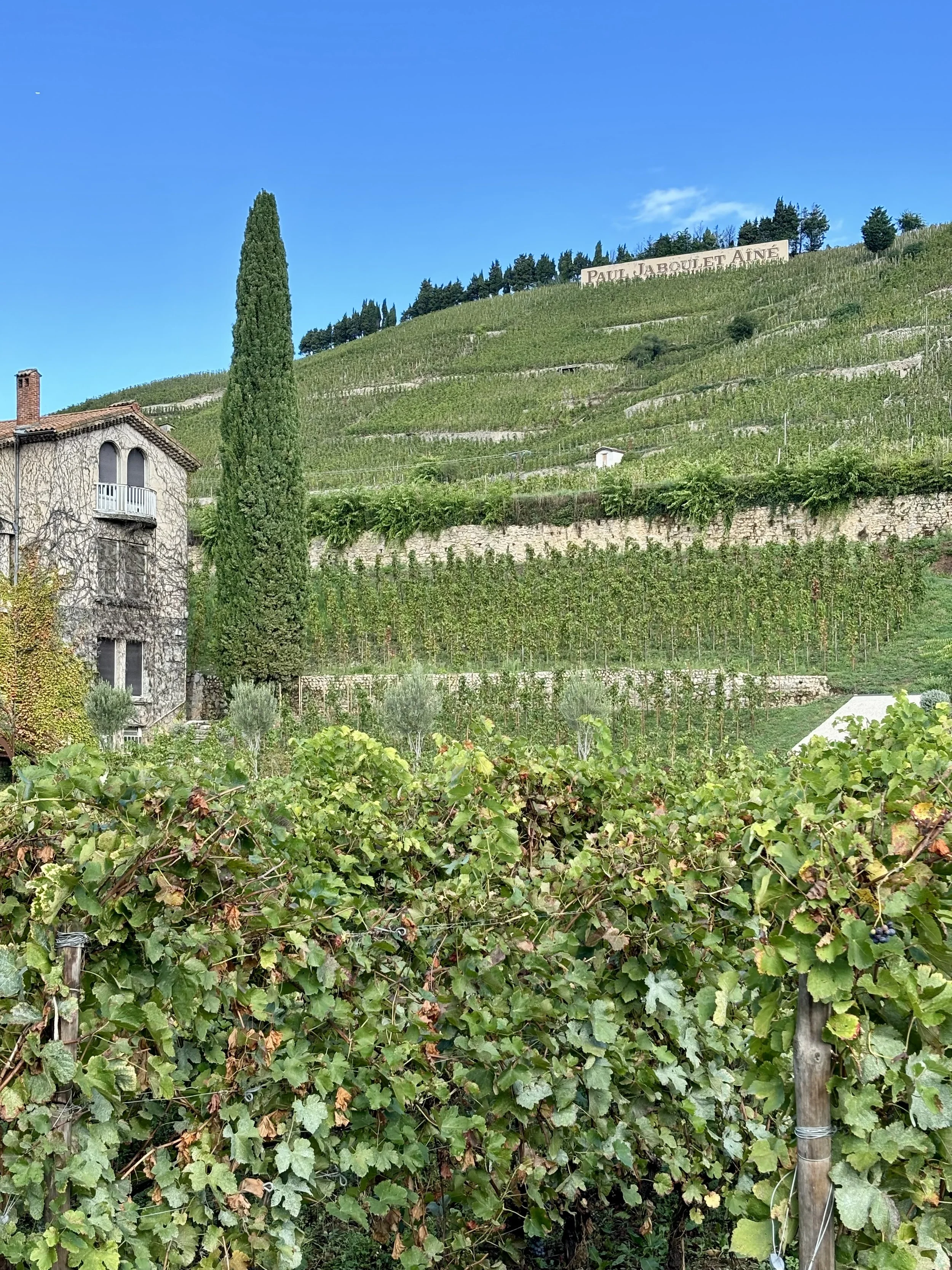 Hidden Vineyards and Haute Cuisine: Top Curated French Experiences