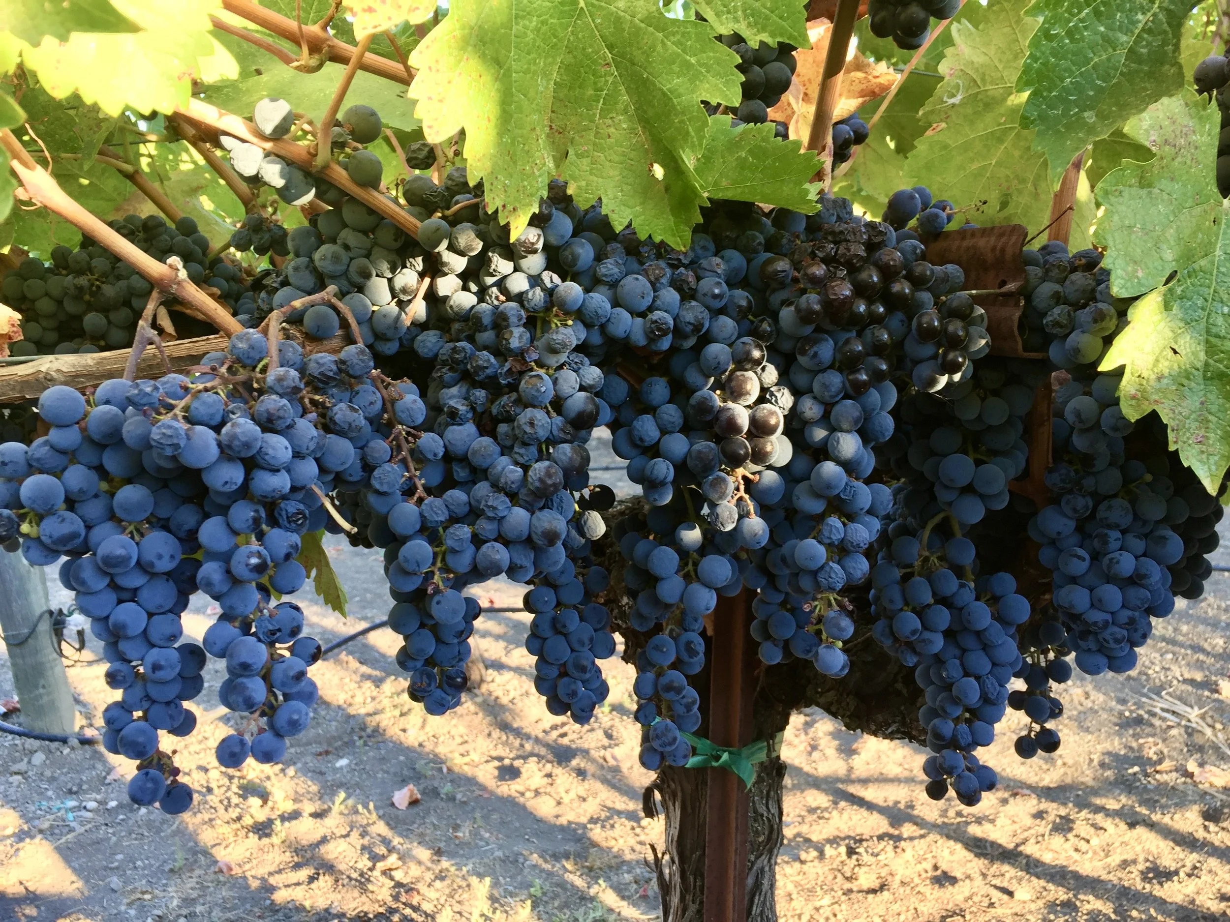 Best Time to Visit Wine Country: A Guide to Every Season