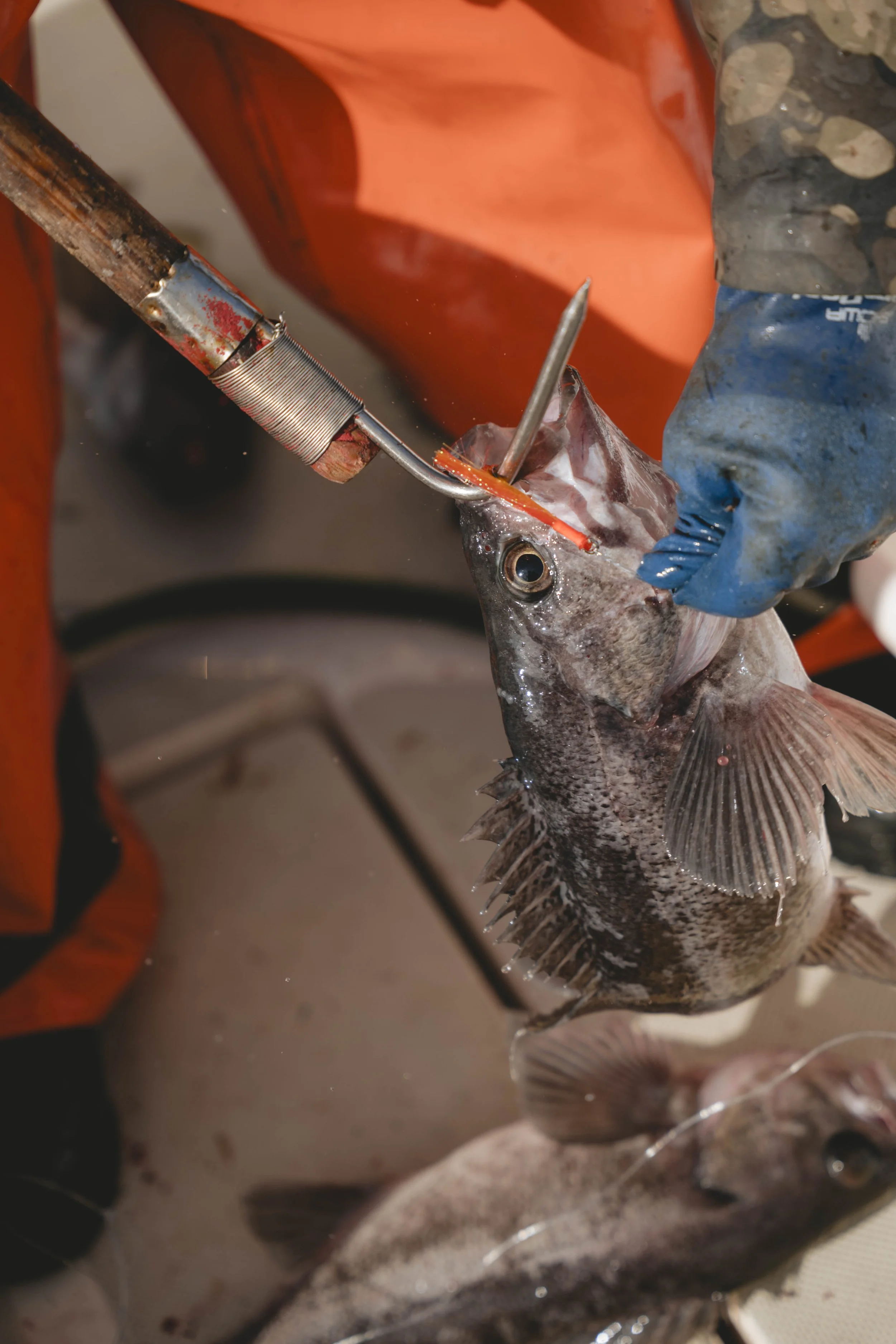 Josh & Josh Rockfish Fishing Arcata-1020656.jpg