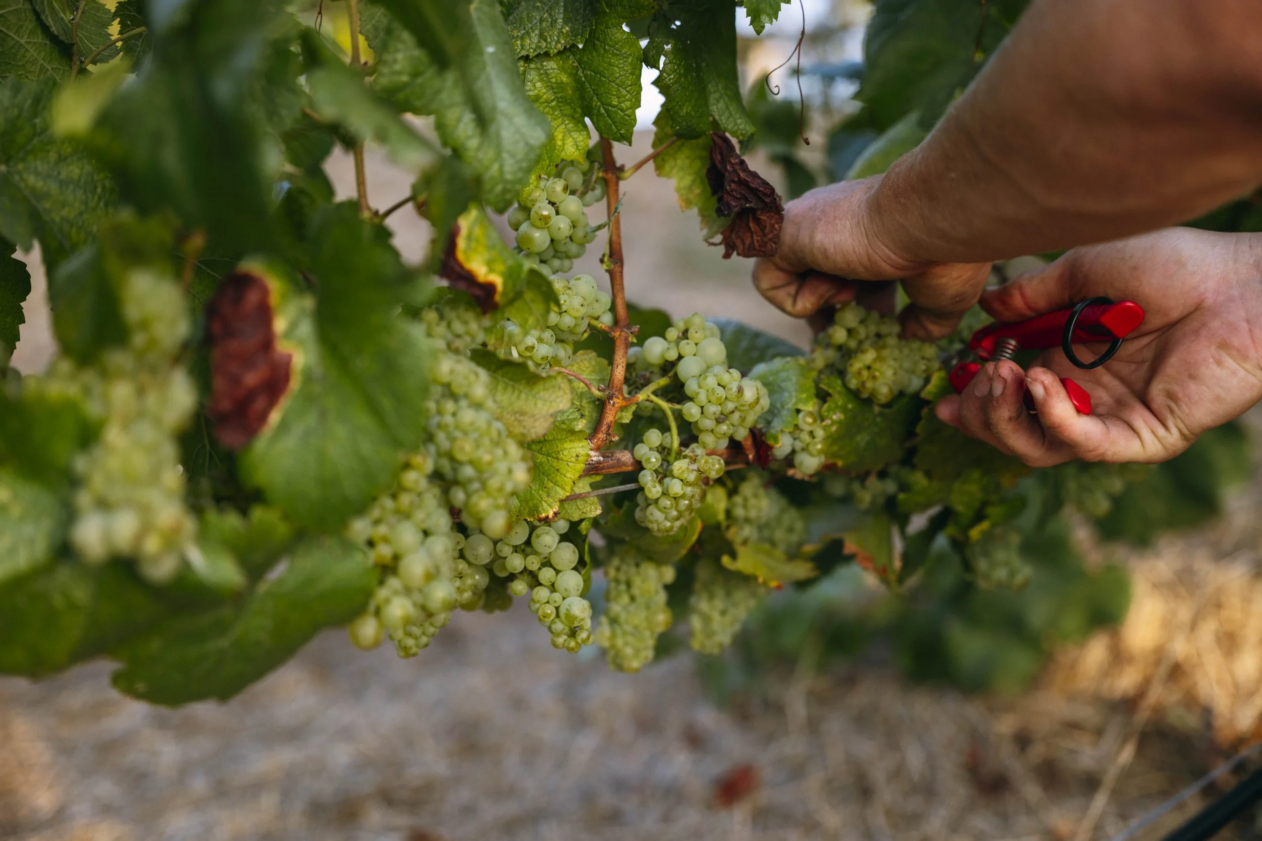 Madson Harvesting-1338182.jpg