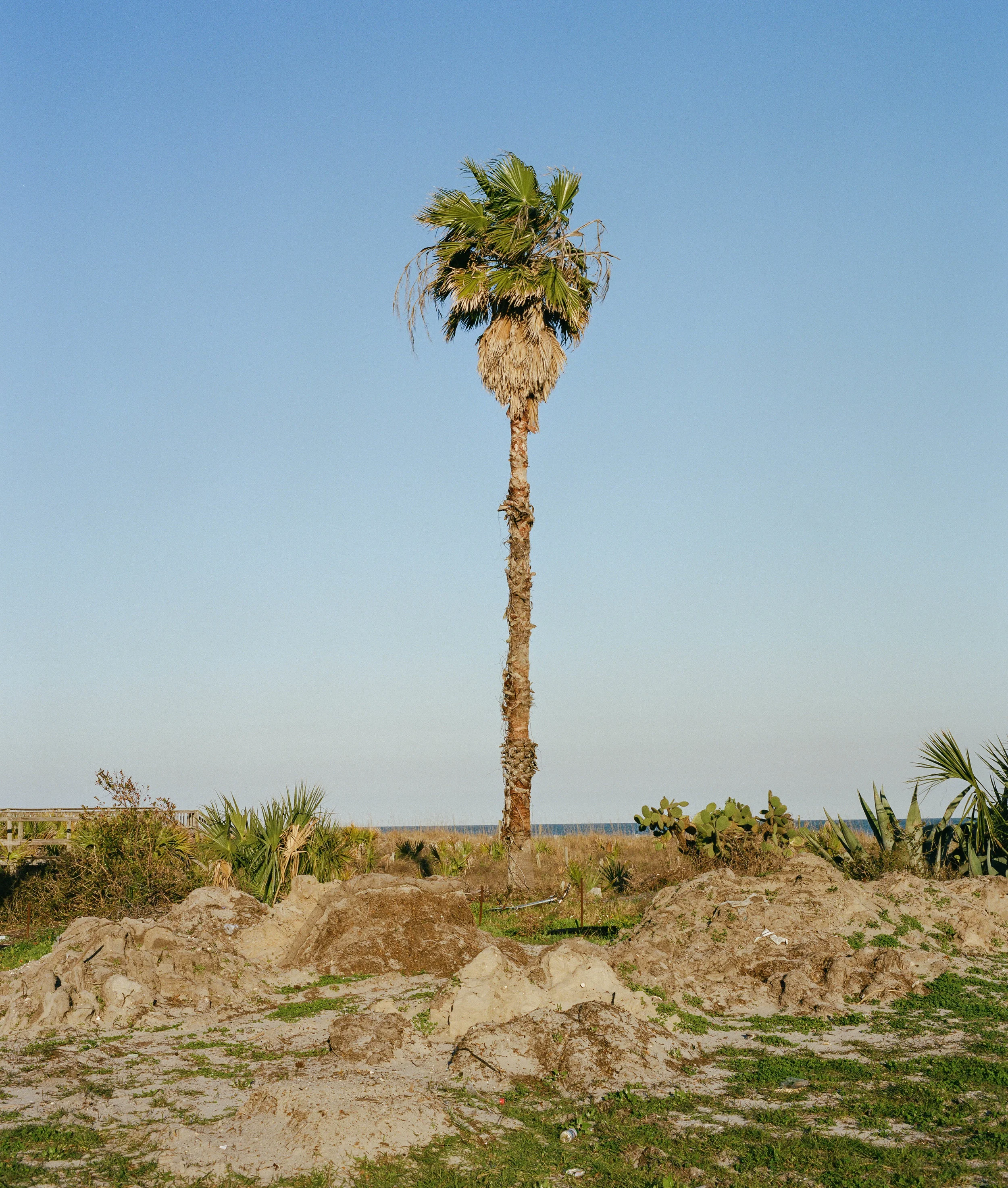 Sea Palm (Folly Beach), 2017