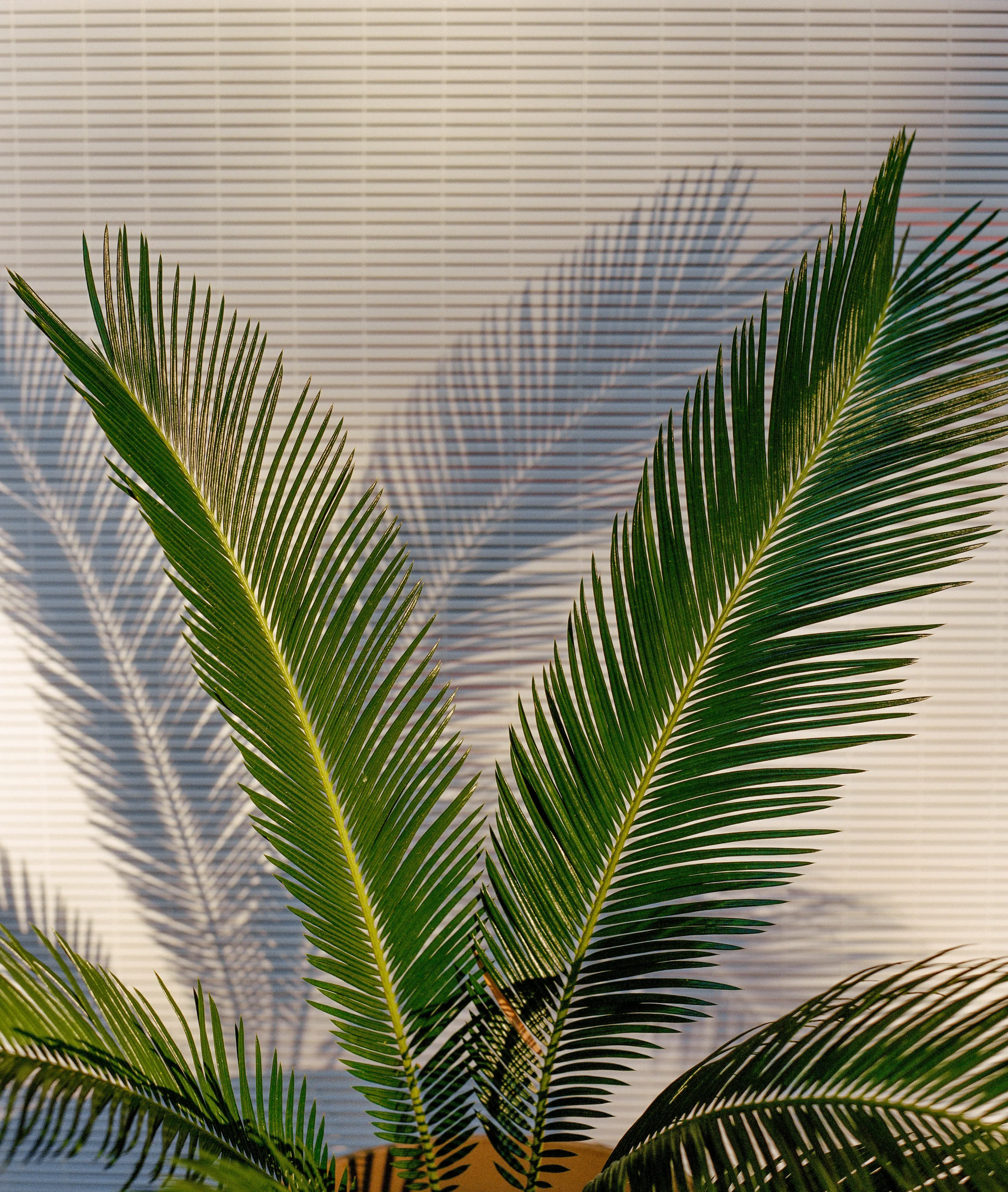 Constructed Paradise, 2017