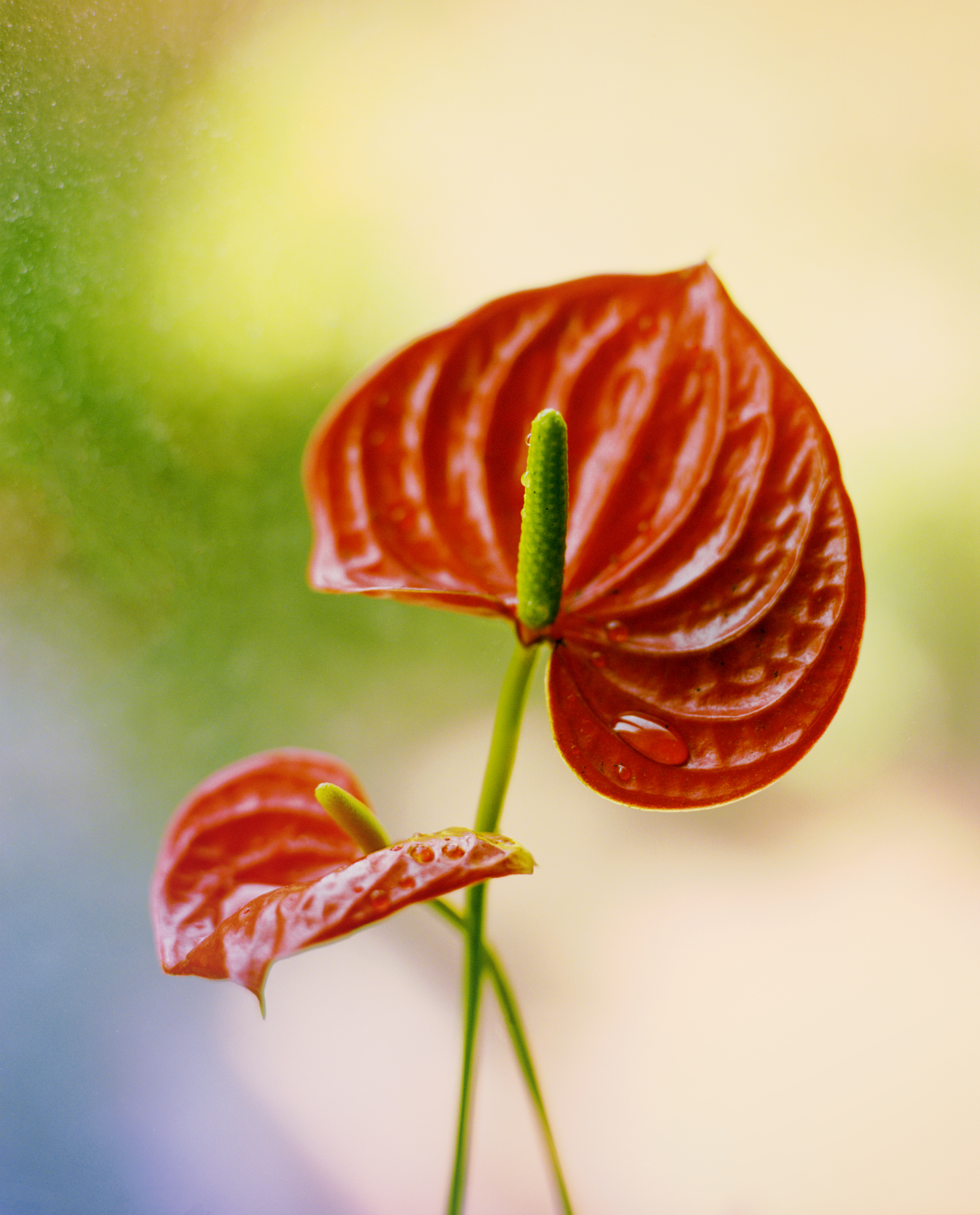 Untitled (Anthurium).jpg