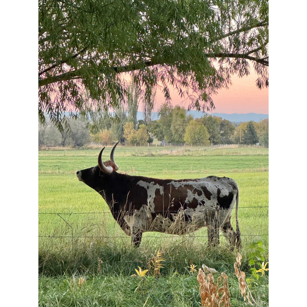 Longhorn Sitting for Portrait