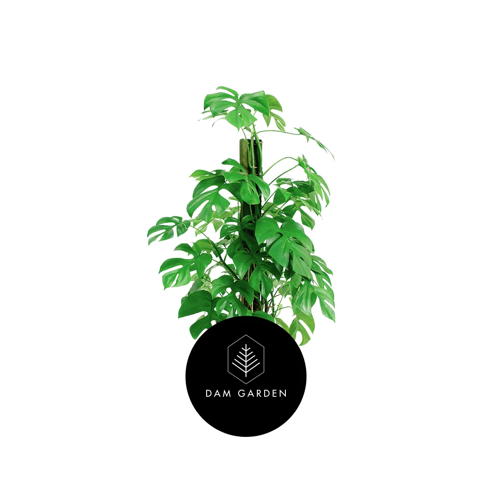 Philodendron Monstera - 0.6 mts.jpg