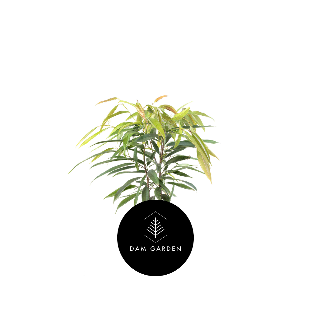 Ficus Alli.png