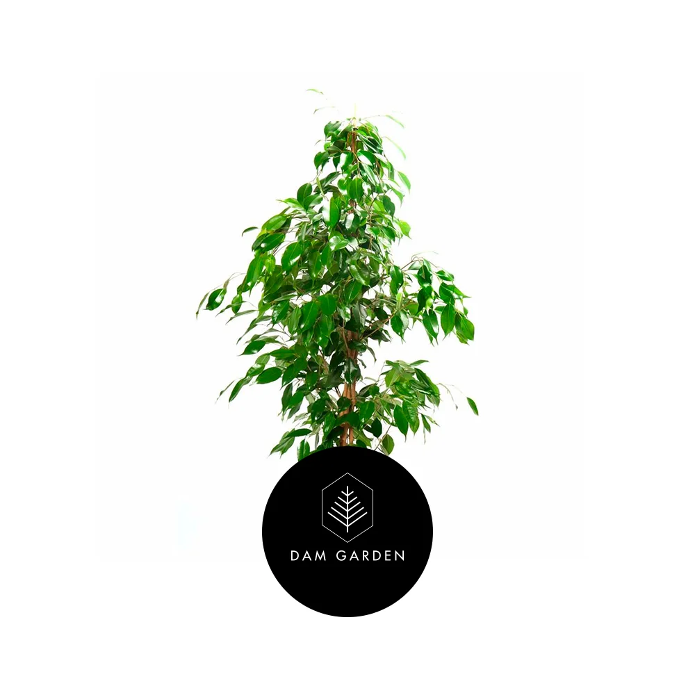 Ficus Benjamina 1.0 mts.jpg