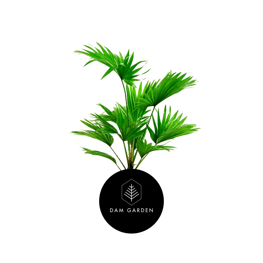Palmera Trachycarpus Fortunei - 0.7 mts.jpg