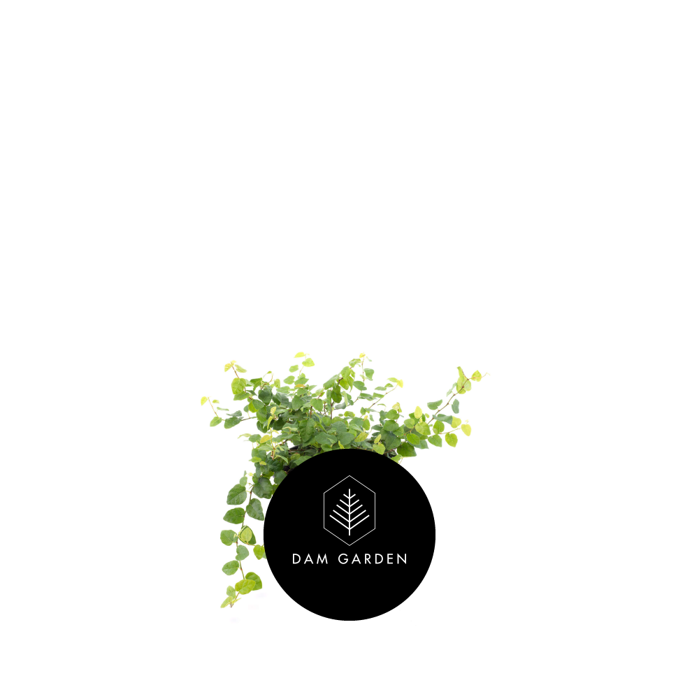 Ficus Repens.png