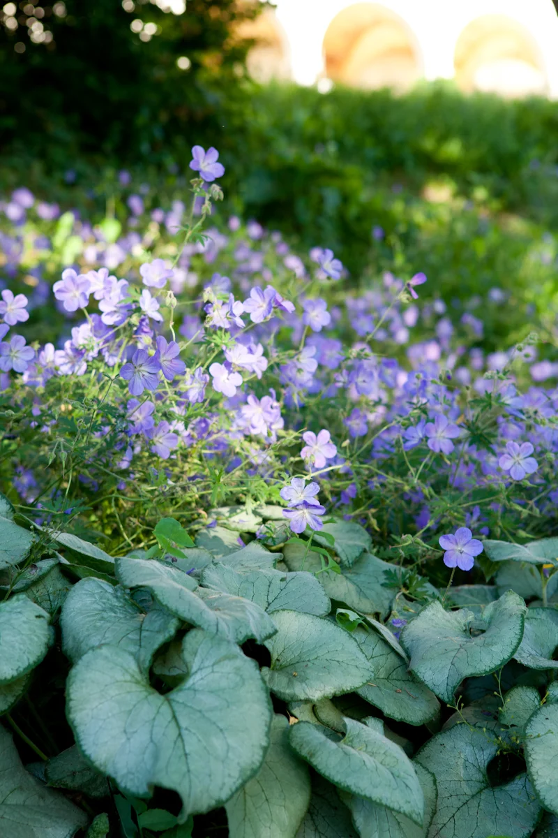 ALBA_Garden-2.jpg