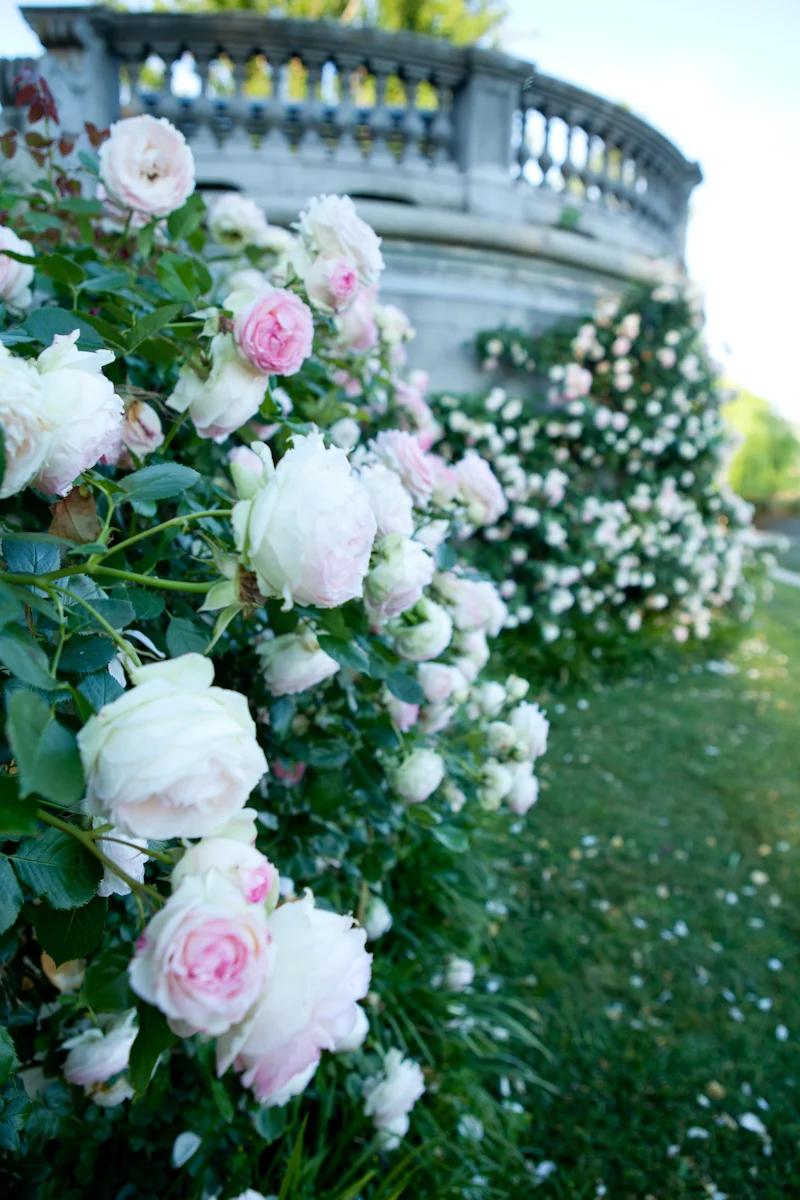 ALBA_Garden-9.jpg
