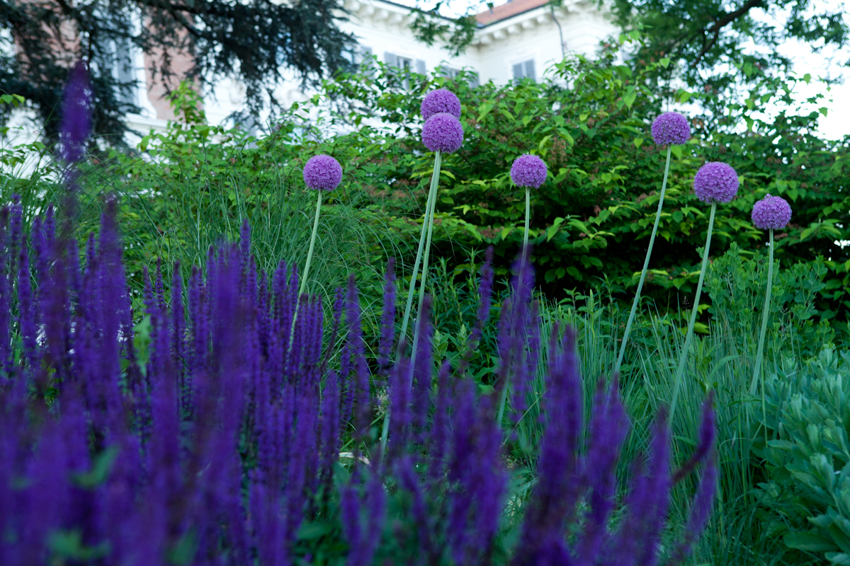 ALBA_Garden-22.jpg