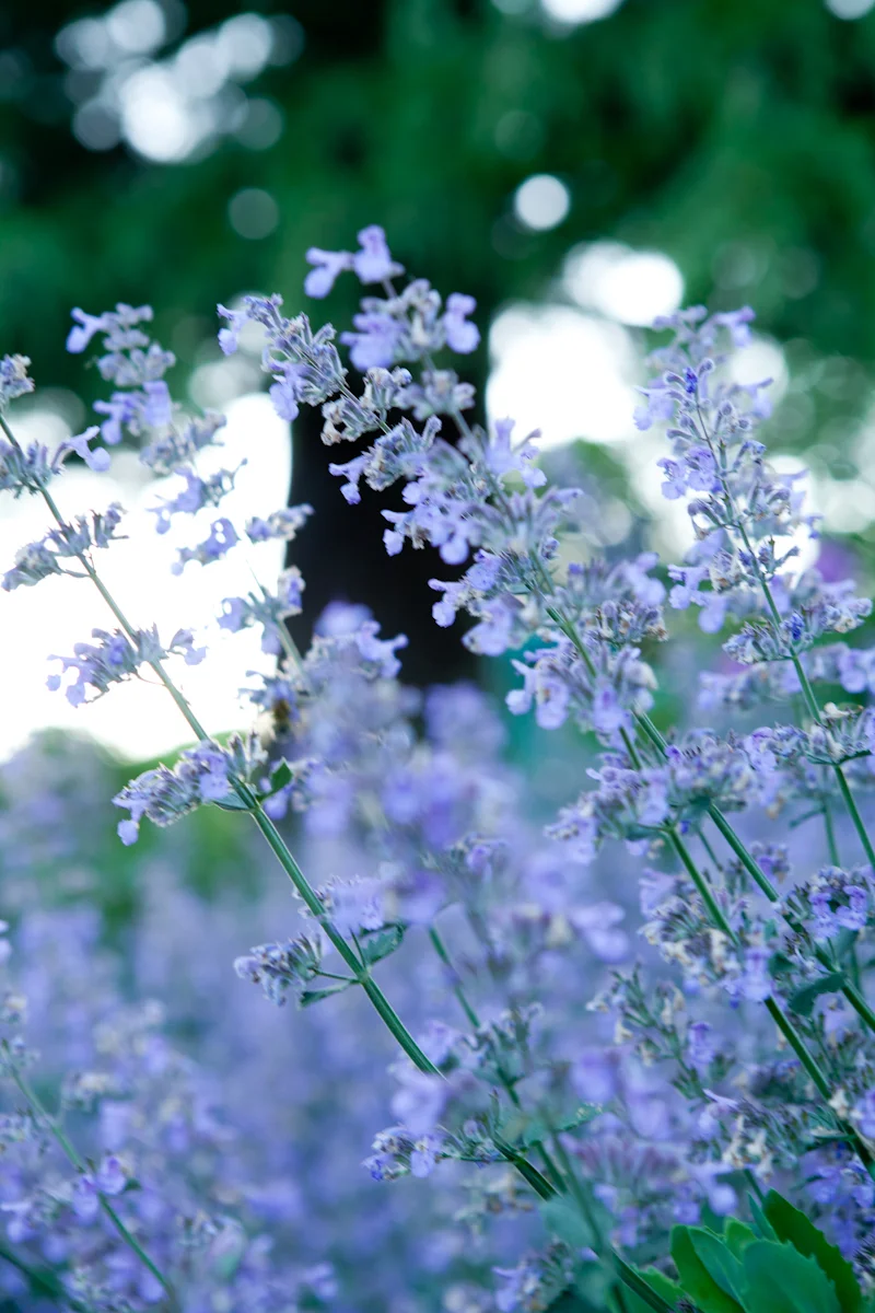 ALBA_Garden-27.jpg